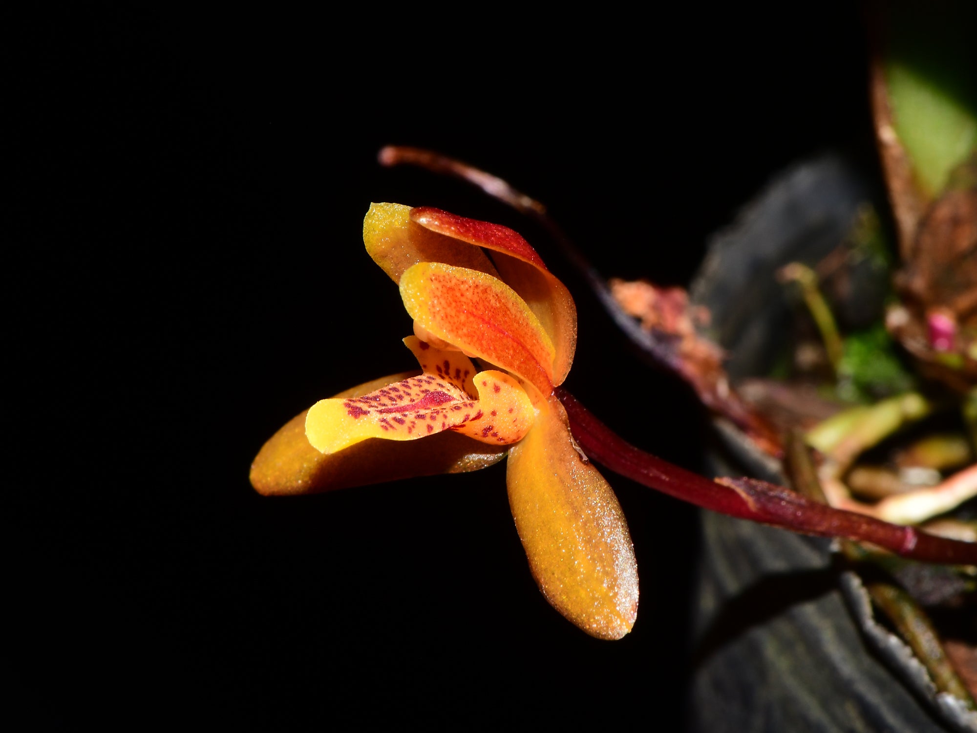 Maxillaria acutifolia