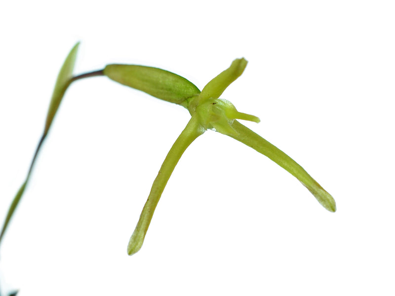 Maxillaria amplifoliata