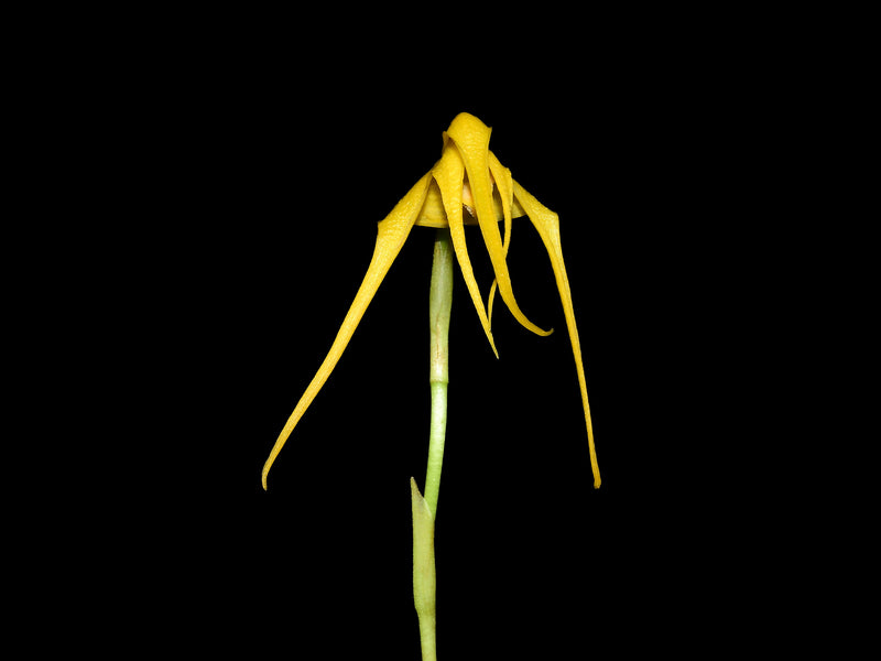 Maxillaria arachnites