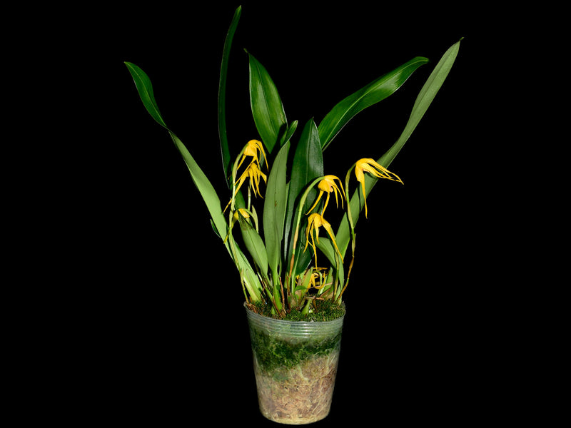 Maxillaria arachnites