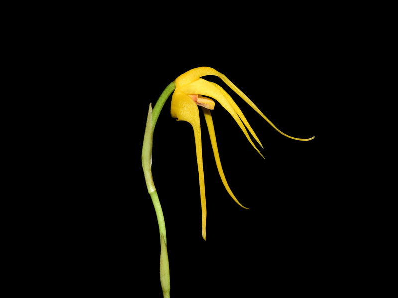 Maxillaria arachnites