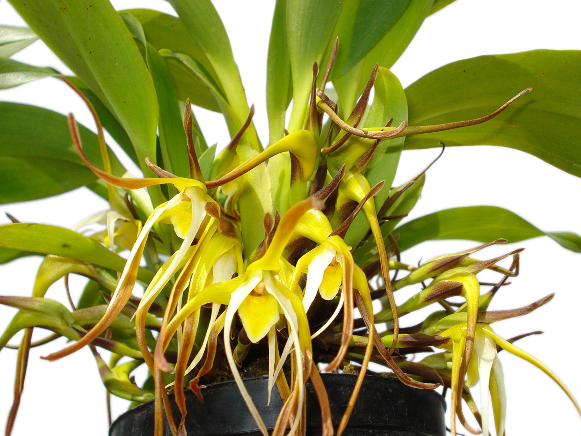 Maxillaria arachnitiflora