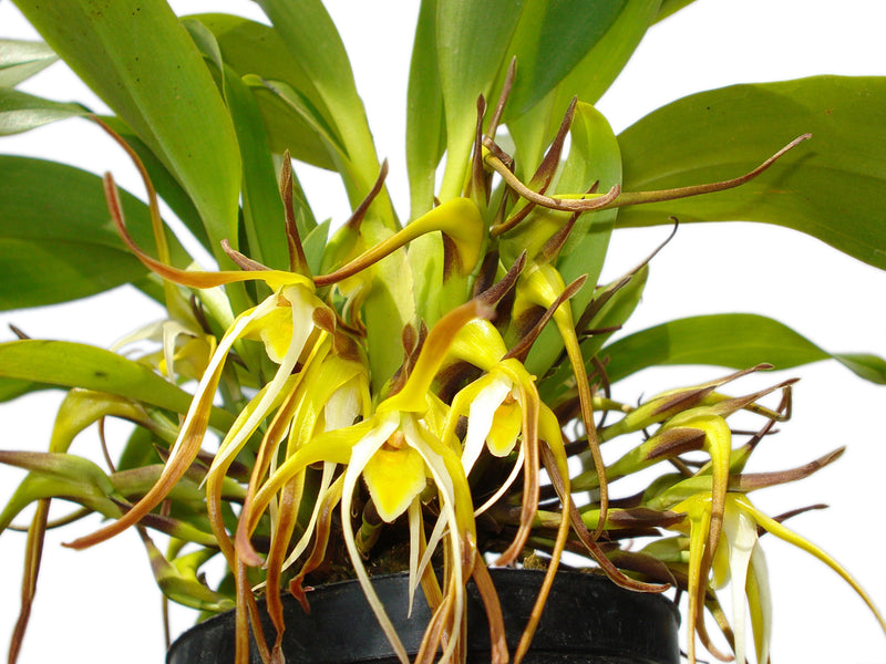 Maxillaria arachnitiflora