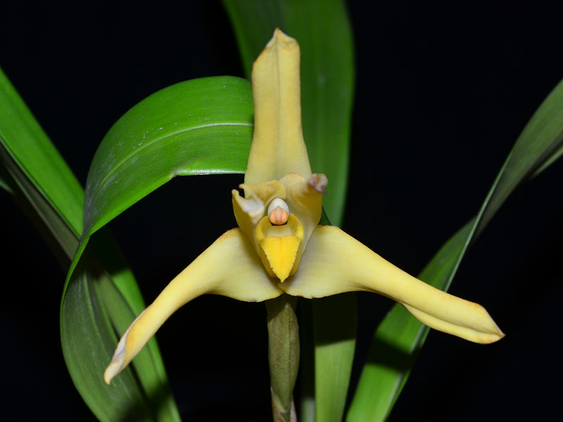 Maxillaria azulensis