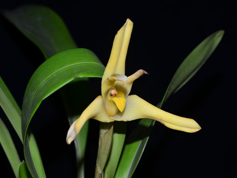 Maxillaria azulensis