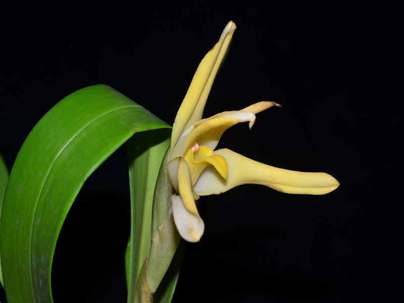 Maxillaria azulensis