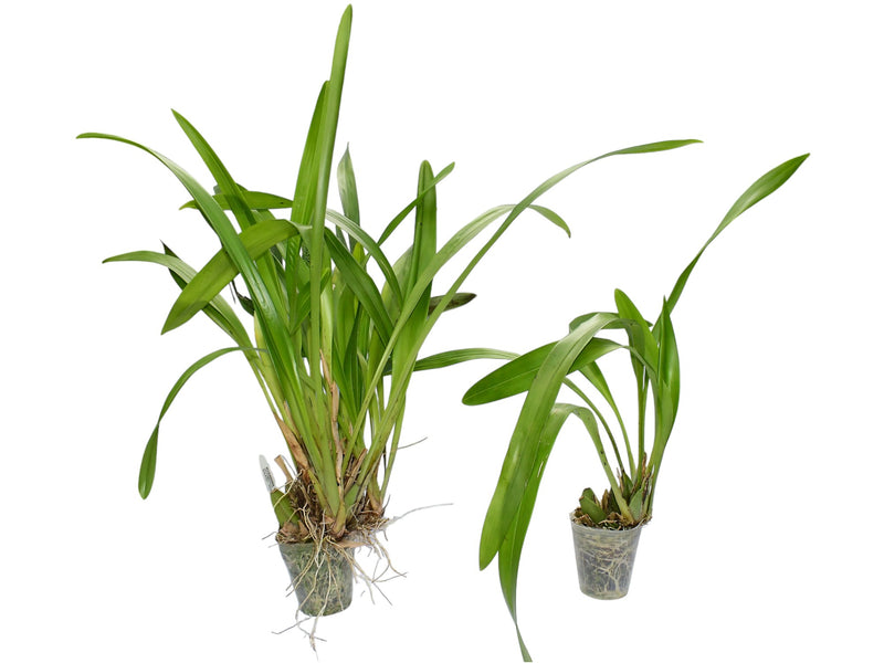 Maxillaria azulensis (Big)