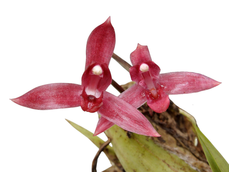 Maxillaria bicallosa