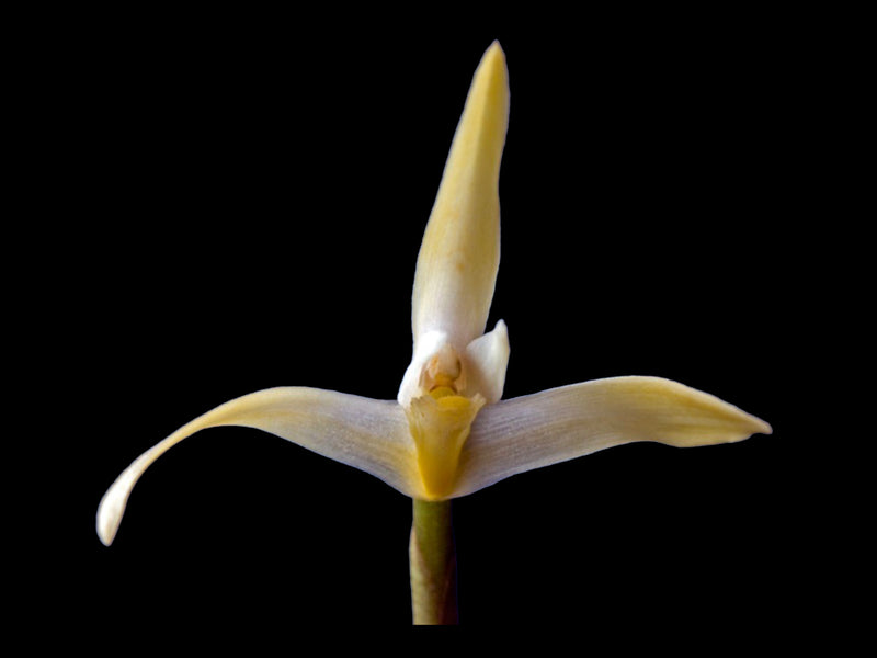 Maxillaria bolivarensis