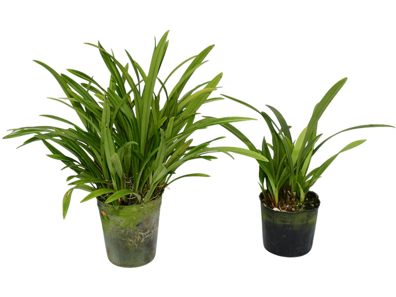 Maxillaria brachybulbon (Big)