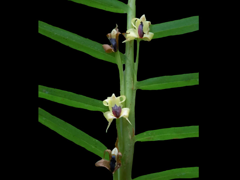 Maxillaria cassapensis