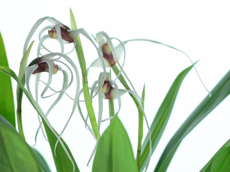 Maxillaria caucana