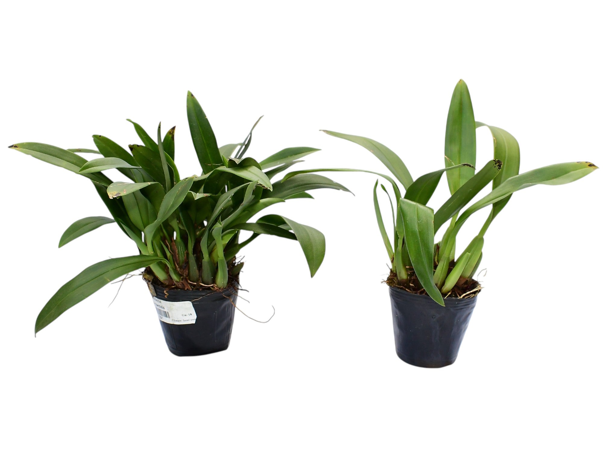 Maxillaria chacoensis (Big)