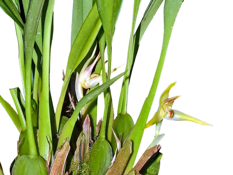 Maxillaria chlorantha