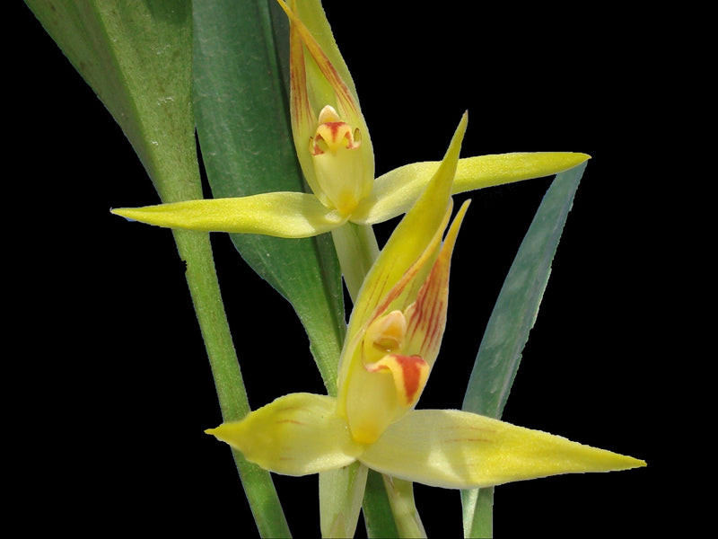 Maxillaria chlorantha
