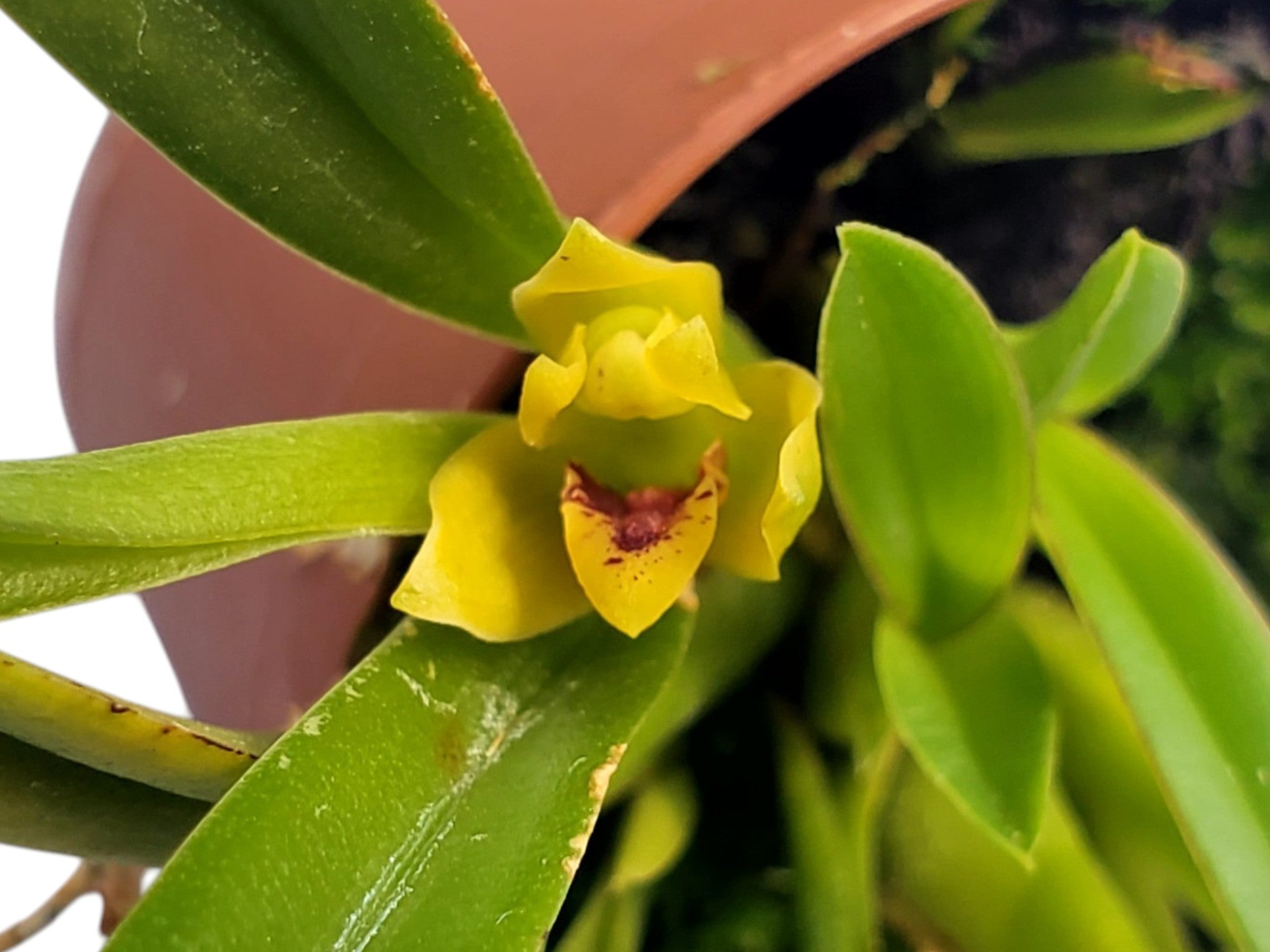 Maxillaria crassifolia – Warm Species Orchid — Ecuagenera
