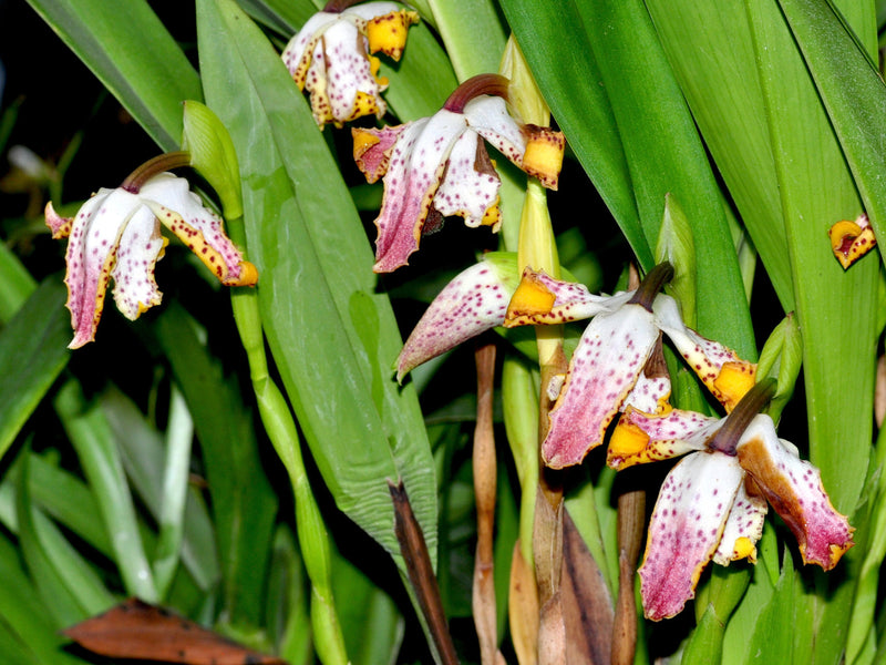 Maxillaria elegantula