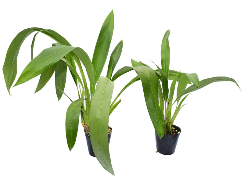 Maxillaria elegantula (Big)