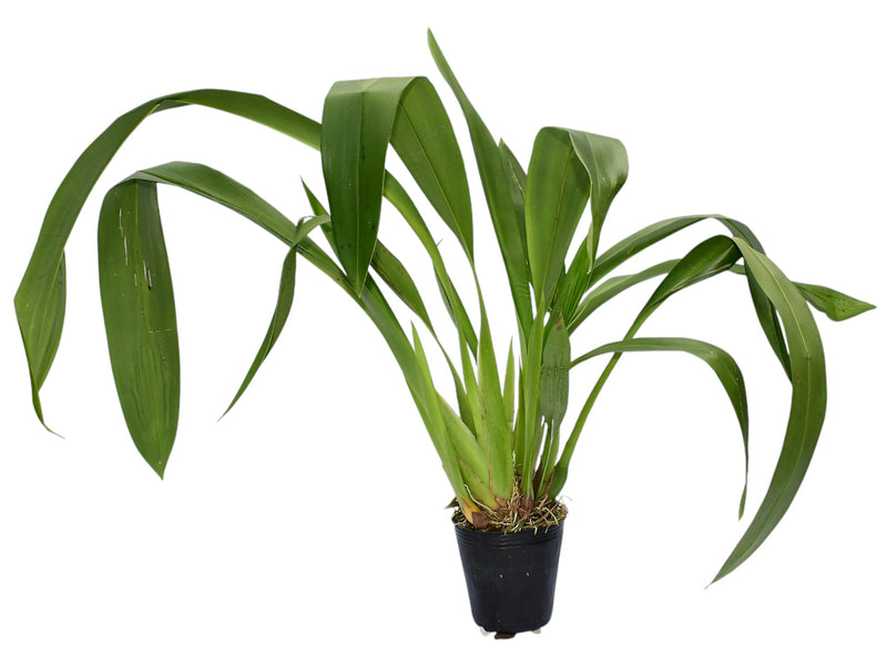 Maxillaria elegantula (Big)