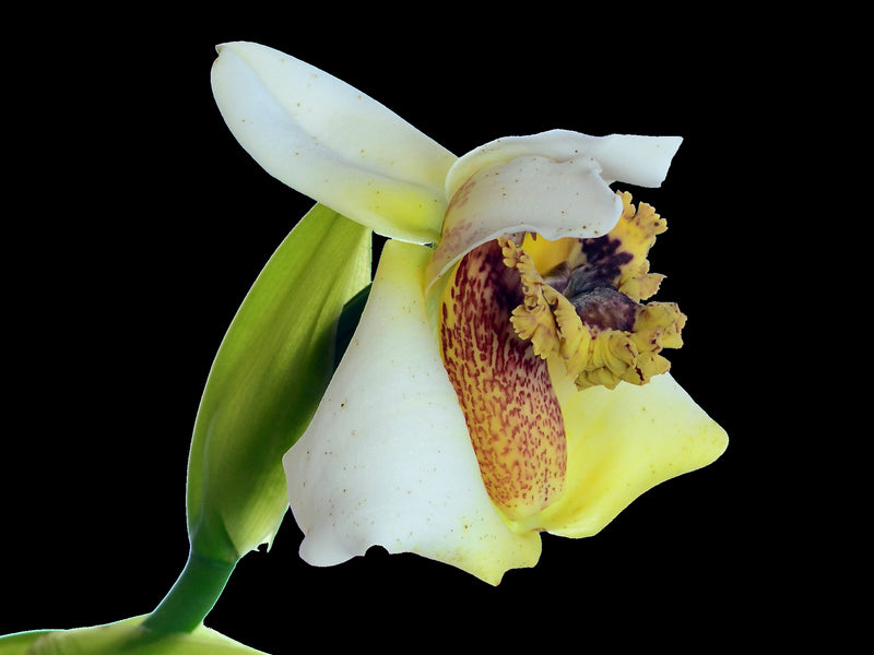Maxillaria fletcheriana