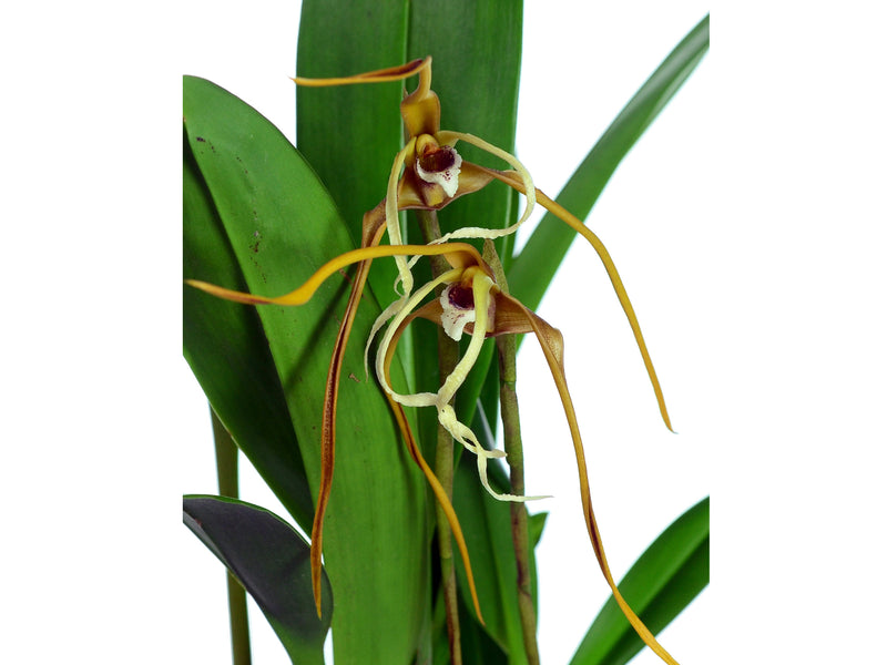 Maxillaria fractiflexa