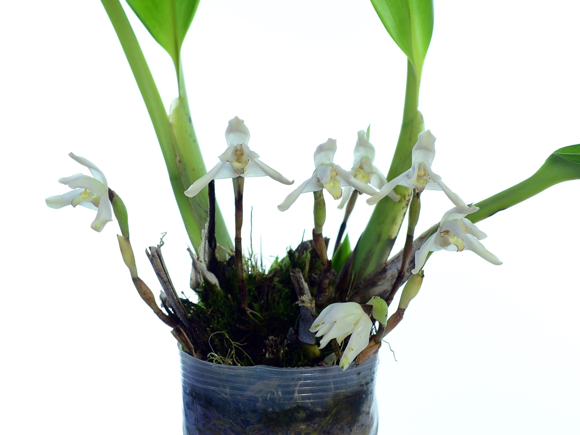Maxillaria fraudulenta