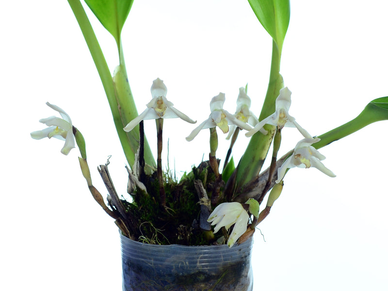 Maxillaria fraudulenta