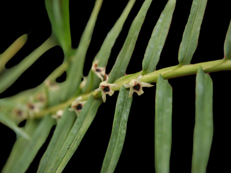 Maxillaria graminifolia