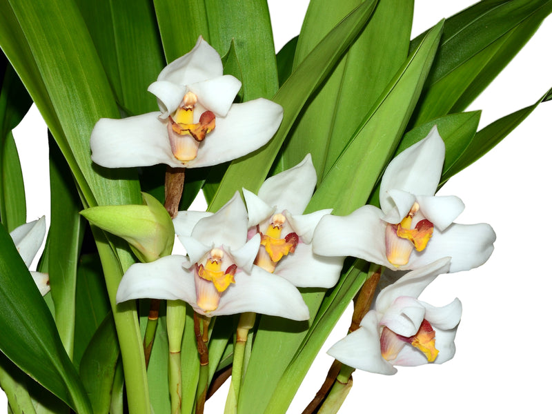 Maxillaria grandiflora