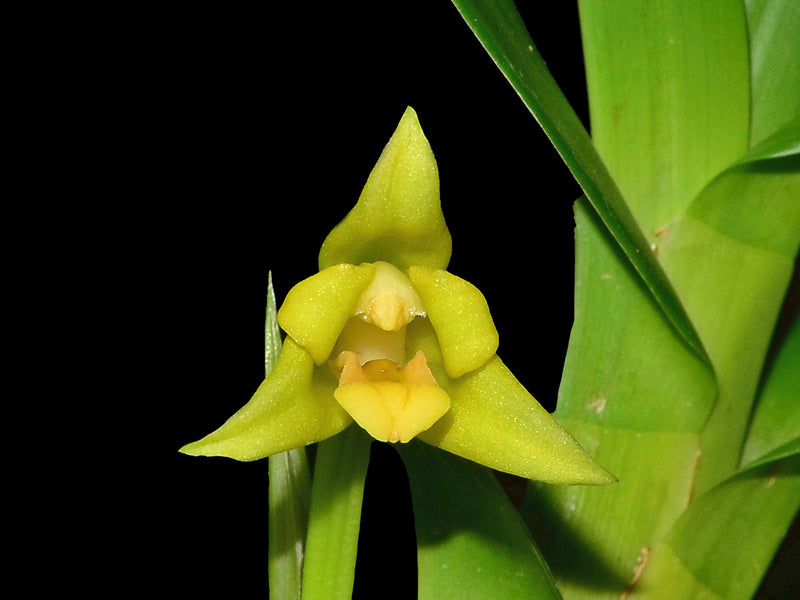 Maxillaria guareimensis