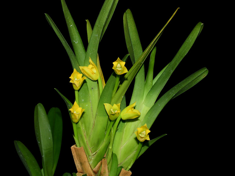 Maxillaria guareimensis