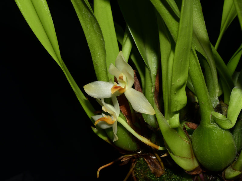 Maxillaria hedwigiae