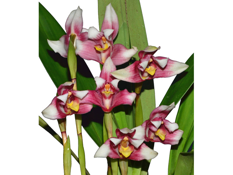 Maxillaria huebschii form red