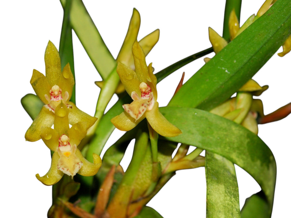 Maxillaria imbricata