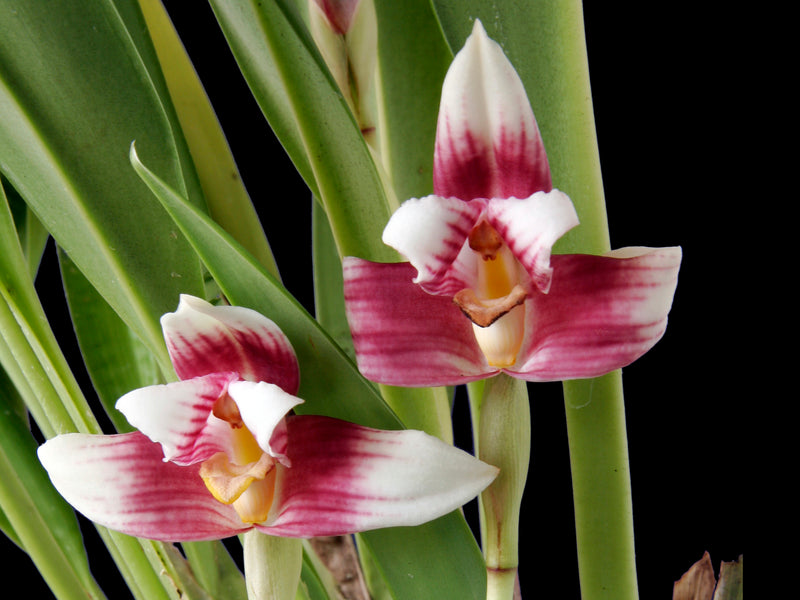 Maxillaria irrorata