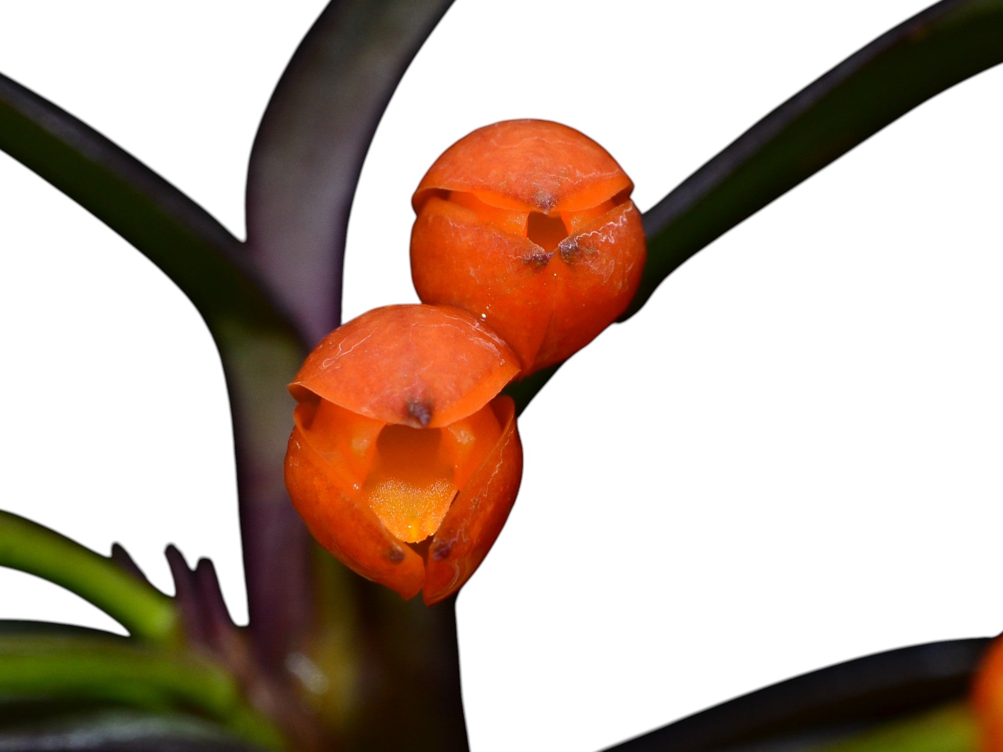 Maxillaria jamesonii