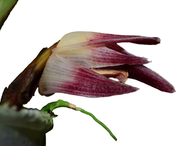 Maxillaria johniana