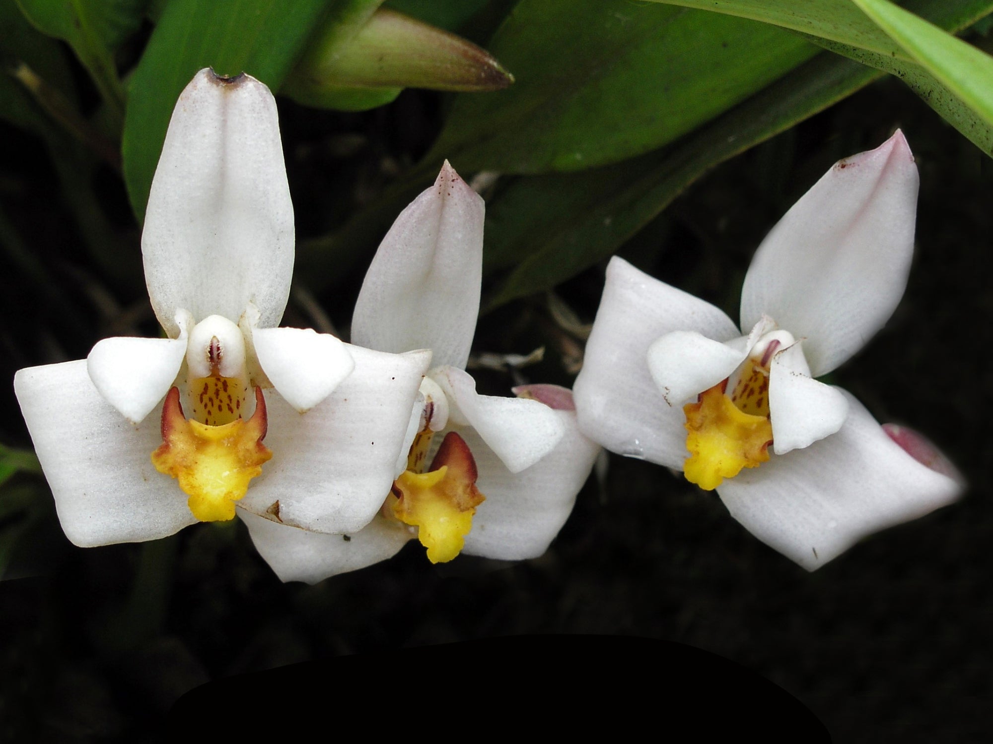 Maxillaria lehmannii (Big)