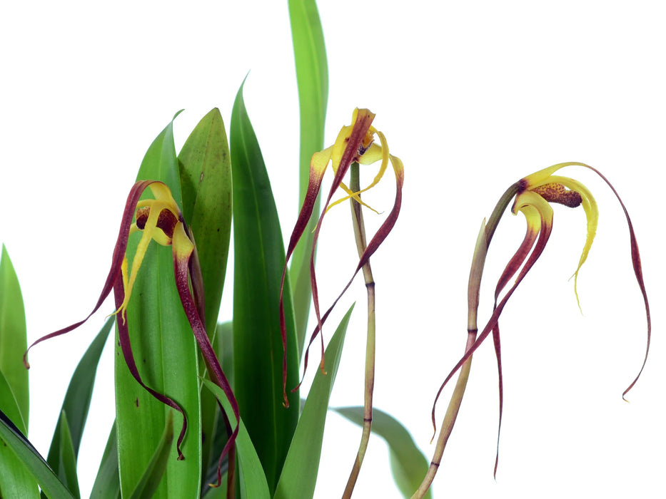 Maxillaria lepidota