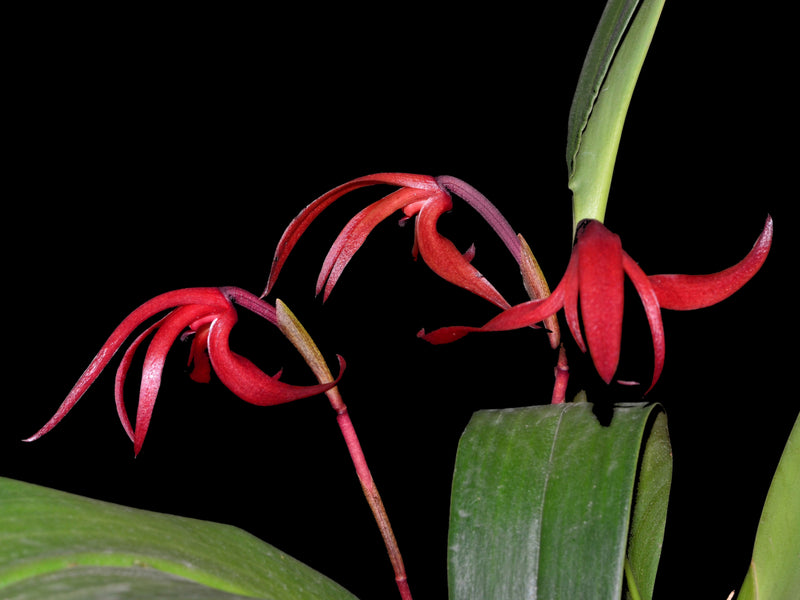 Maxillaria longipes