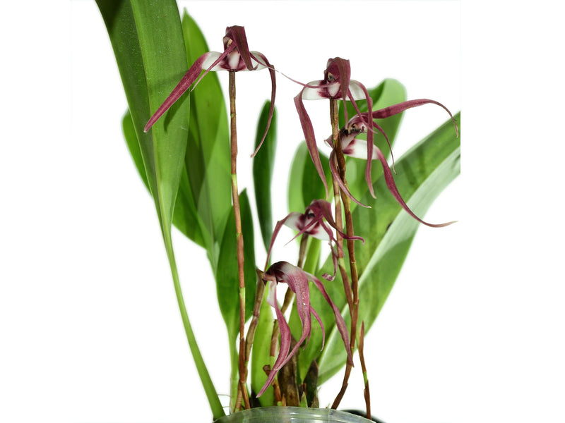 Maxillaria longissima