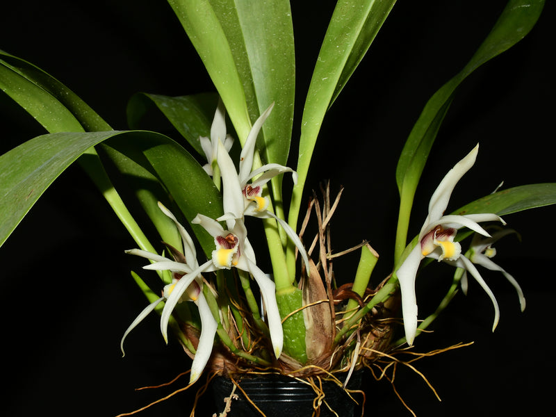Maxillaria luteoalba