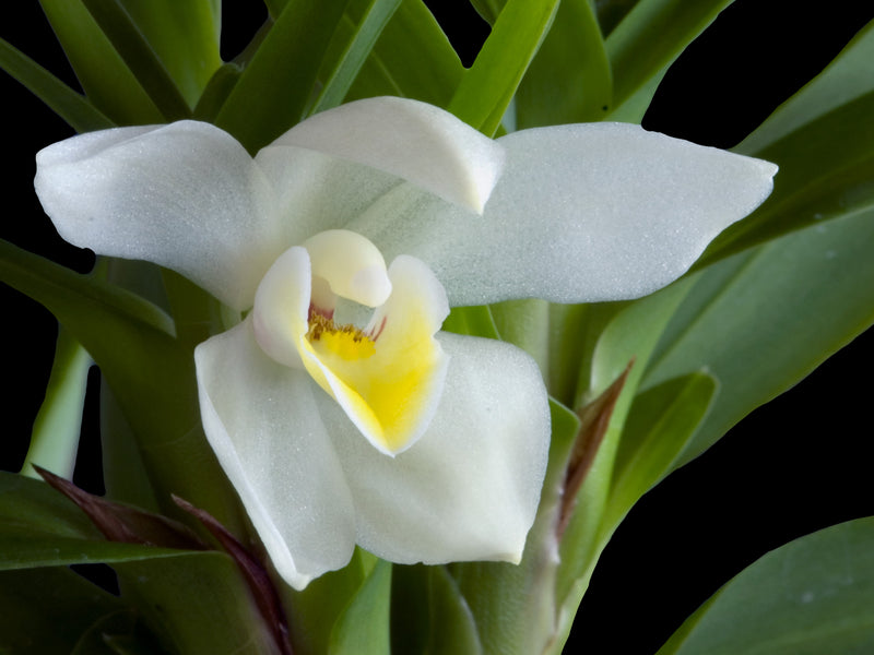 Maxillaria lutescens