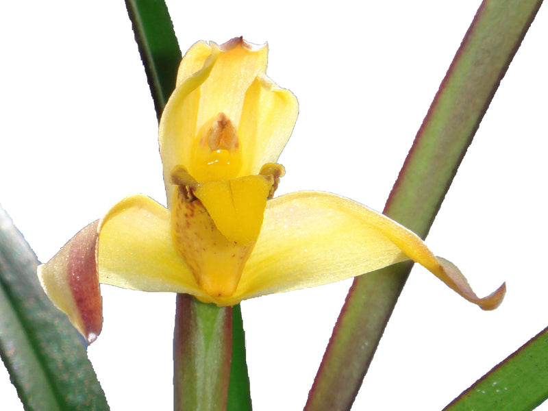 Maxillaria meridensis