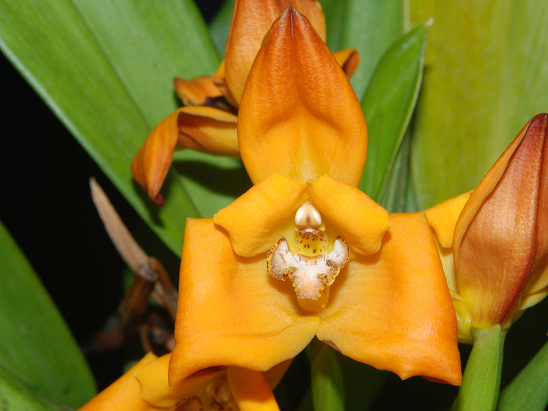 Maxillaria molitor orange