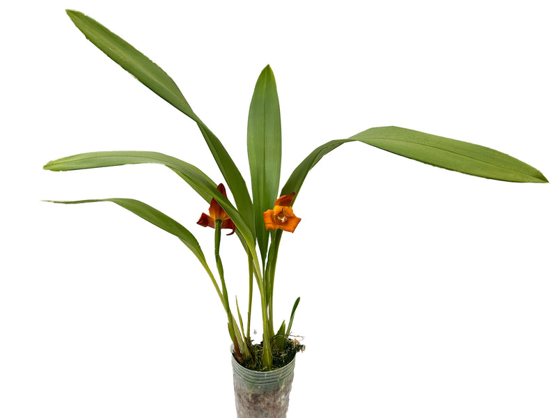 Maxillaria molitor orange red