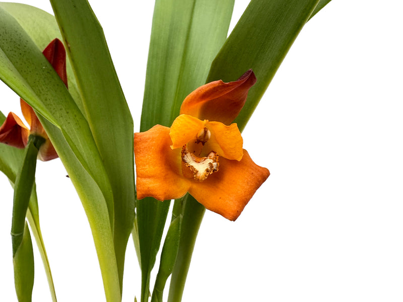 Maxillaria molitor orange red