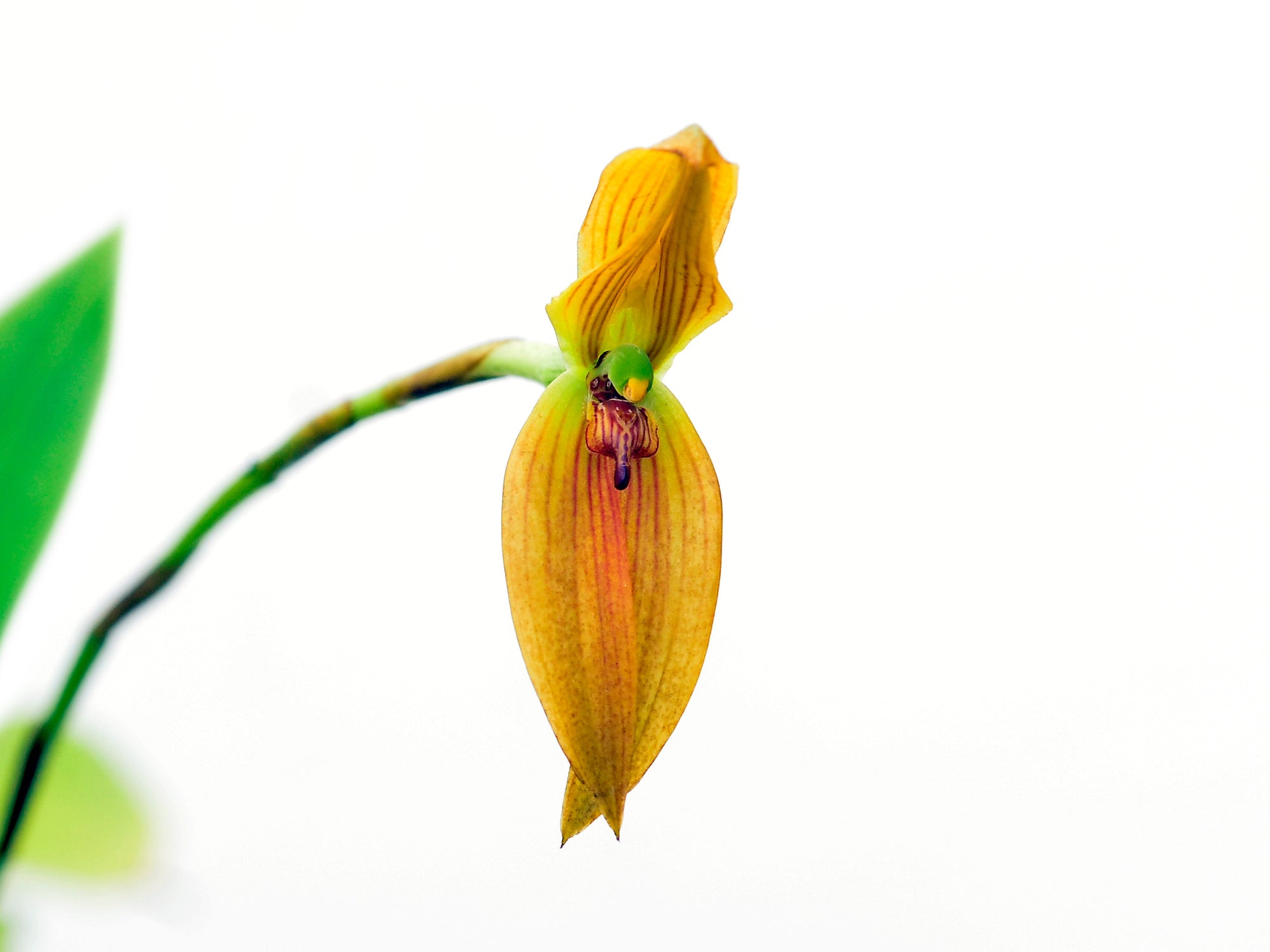 Maxillaria multifoliata