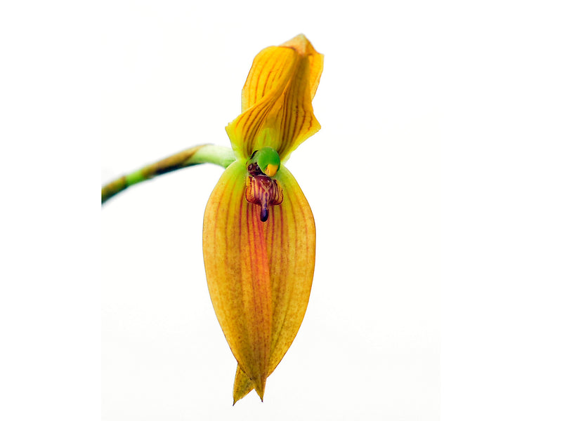 Maxillaria multifoliata