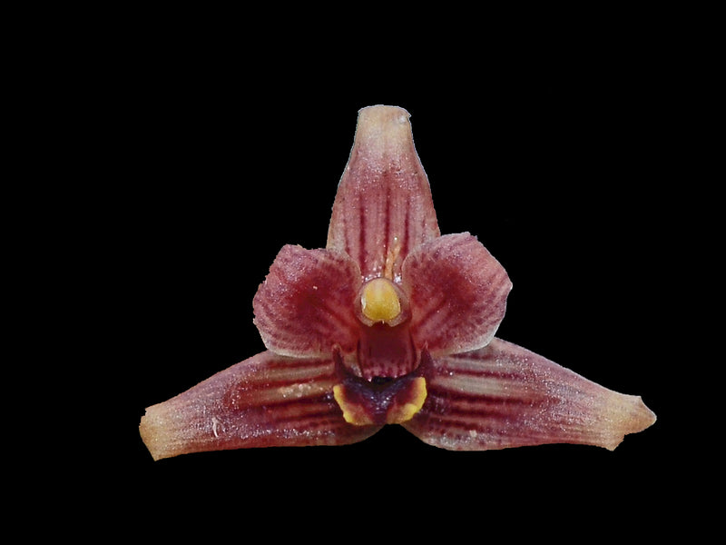 Maxillaria neophylla